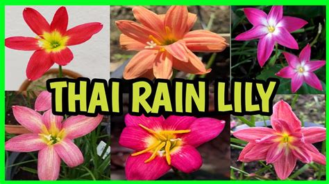 How To Grow Thai Rain Lily Easily At Home ।। Rain Lily Plant Care