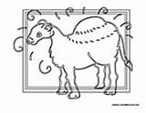 Camel Coloring Pages Hump Single sketch template