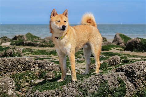 shiba inu dog breed characteristics care