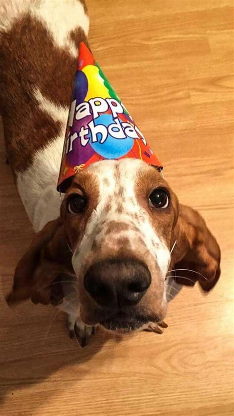 Happy Birthday Bassett Hound Basset Hound Basset