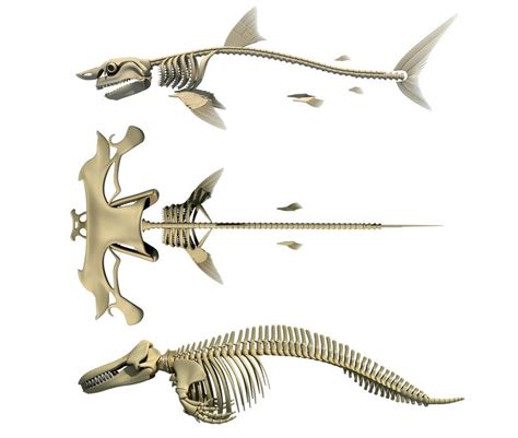 sharks skeletons sharks skeletons animal skeletons skeleton shark