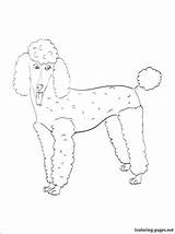 Coloring Poodle Pages French Pinscher Miniature Getcolorings Getdrawings sketch template