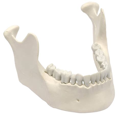 mandible  jaw model   teeth anatomically accurate human bone