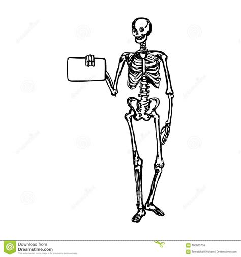 human skeleton holding blank sign or board vector