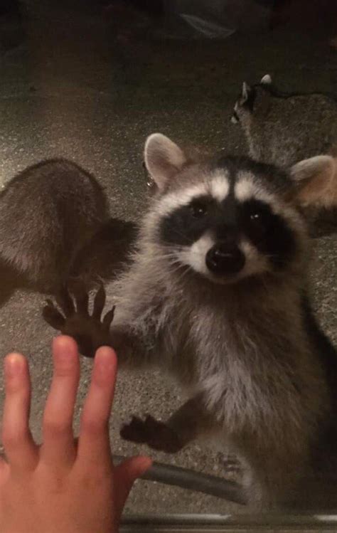 This Viral Story Of A Seattle Woman And Her Raccoon Squad Is Exactly