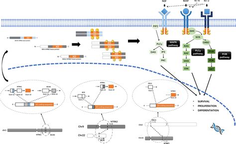 frontiers ntrk fusions  trk inhibitors potential targeted