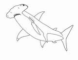 Shark Hammerhead sketch template
