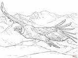 Condor Andean Andes Andino Cóndor Volando Supercoloring Ausmalbilder Designlooter Chilenos Condors Skip sketch template