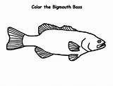Bass Coloring Fish Pages Bigmouth Largemouth Template 3d sketch template