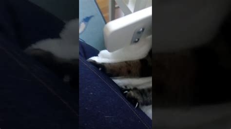 kitty massage youtube