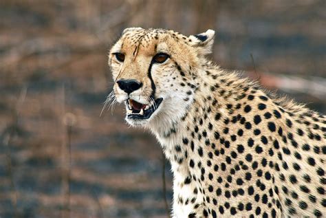 cheetah  wild animal fun animals wiki  pictures stories