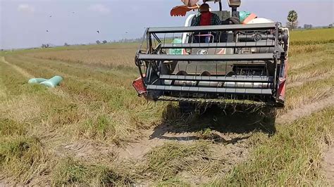 kubota dc  harvester harvesting rice youtube