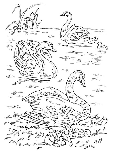 coloring page swans   lake