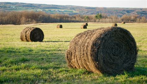 grow quality hay hobby farms