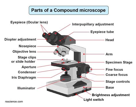 compound microscope parts labeled diagram   functions rs science