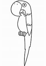 Parrot Coloring Pages Printable Color Drawing sketch template