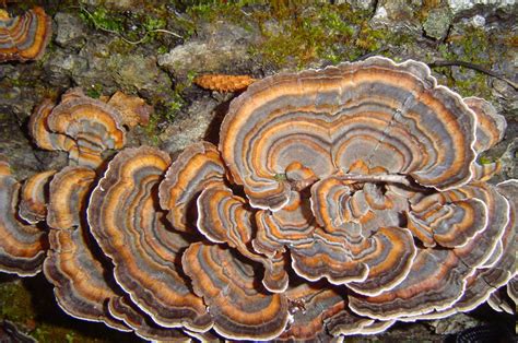 turkey tail mushrooms a simple identification technique for beginning