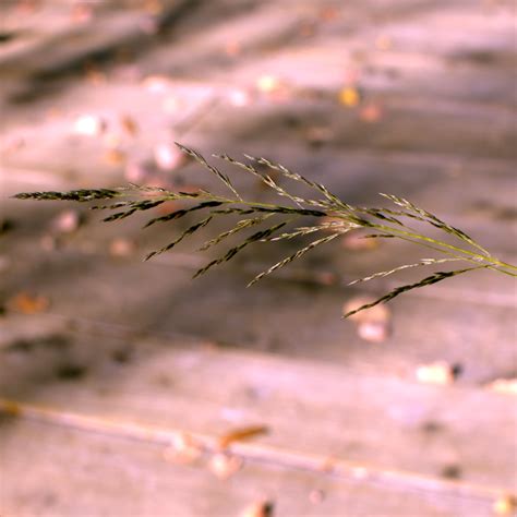 eragrostis curvula