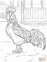 Rooster Leghorn Roosters Supercoloring Silkie Gallo Colouring Animali Automne Coloringbay sketch template