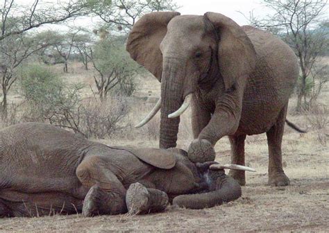 preludes blog  words  elephants mourn