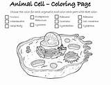 Cell Animal Coloring Preview sketch template