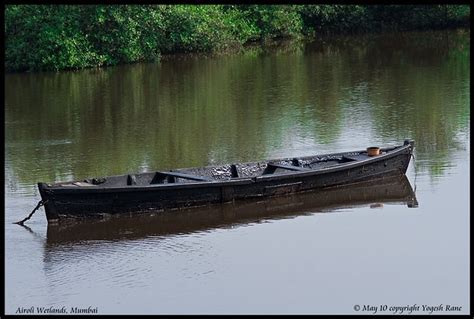 airoli airoli    beauty  marshy  flickr