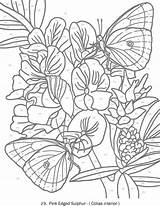 Coloring Butterfly Number Color Doverpublications sketch template