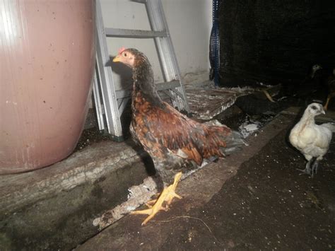 cengkerang emas anak ayam kampung  dijual