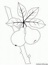 Fruta Frutta Colorare Owoce Sullalbero Larbre Doux árbol Malvorlagen Flowering Frucht Süße Baum Kolorowanki Obst Kirschen Coloriage Palma Cerises Colorkid sketch template