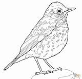 Bird Thrush Wood Coloring Robin Pages Drawing Printable Kids Animals Print Animal Paper sketch template