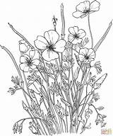 Poppy Coloring Pages Flower California Poppies Golden Flowers Supercoloring Printable Book Color Adult Coloriage Print Dessin Da Comments Line Floral sketch template