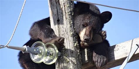 Today In Bear News It S A Great Day For Bears Huffpost