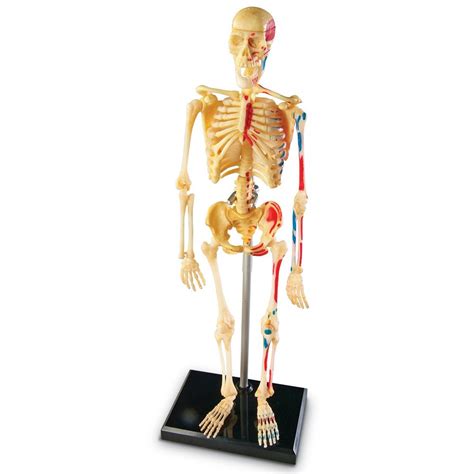 amazoncom learning resources skeleton model toys games