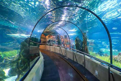 aquarium de barcelone infos pratiques tarifs  billets combines