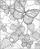 Coloring Butterfly Pages Adult Adults Strawberries sketch template