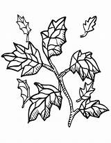 Leaves Coloring Cliparts Fall Autumn Color Part Printable Pages Favorites Add Clipart sketch template