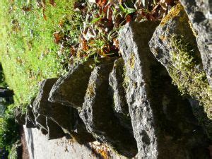 stone wall photography picture