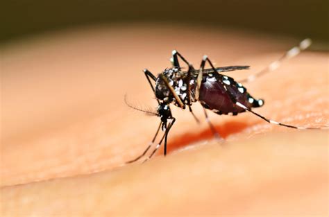prevent aedes mosquito  home services