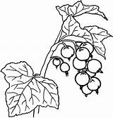 Holly Leaves Berries Getdrawings Drawing Coloring sketch template