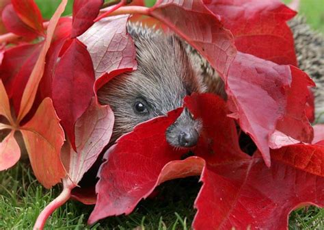 hedgehog  red leaves flickr photo sharing
