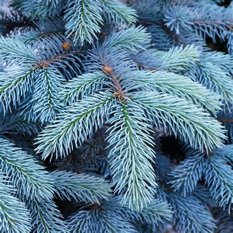 colorado blue spruce trees  sale fastgrowingtreescom