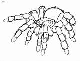 Coloring Tarantula Pages Adult Coloringbay sketch template