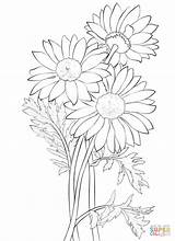 Daisy Coloring Pages Flower Daisies Flowers Gerber Drawing Printable Bouquet Colouring Print Sheets Adult Clipart Color Petal Princess Outlines Super sketch template