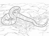 Coloring Rattlesnake Pages Timber Diamondback Snakes Eastern Printable Drawing 2kb 360px sketch template