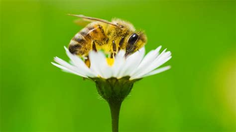 bijen gaan harder werken voorafgaande aan regenbui wetenschap nunl
