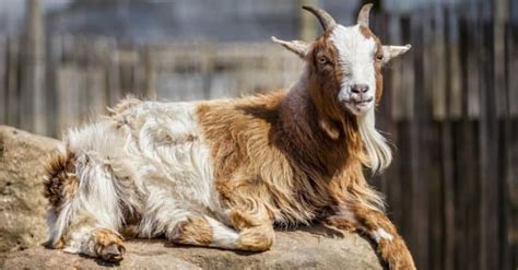 pygmy goat lifespan  long  pygmy goats    animals