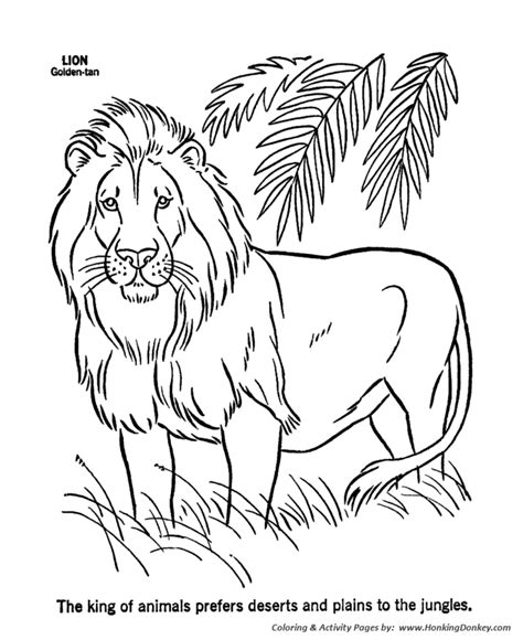 wild animal coloring pages male lion coloring page  kids activity