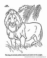 Coloring Pages Wild Lion Animal Animals Male Kids Honkingdonkey Activity sketch template