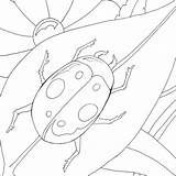 Ladybird Colouring Print Pages Coloring sketch template