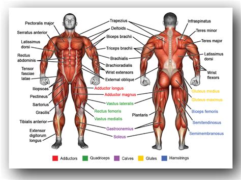 diagram  muscles   human body meet  muscles science learning hub wayang tancap